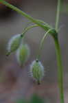 Celadine poppy